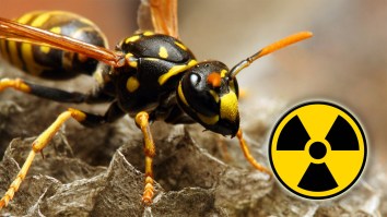 Radioactive Wasp Nest Discovered At Decommissioned Nuclear Weapons Plant In South Carolina