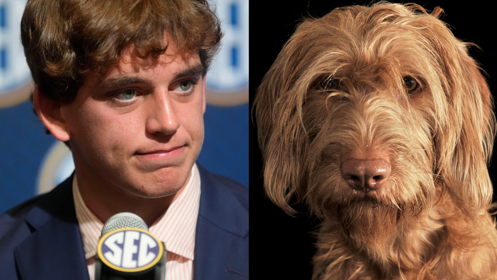 Texas QB Arch Manning looks like a wirehaired Vizsla dog