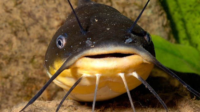 catfish