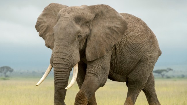 elephant in Kenya