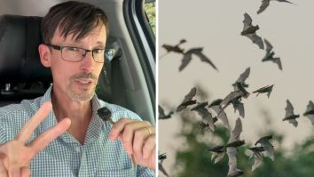 ‘What Would You Have Done?’: Maine Man Wakes Up To Flying Bat In Bedroom, Gets The Rabies Shot. Then He Shares The 2 Major Mistakes He Made