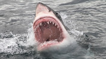 Great White Takes Massive Bite Out Of Australian Surfer’s Board During Harrowing Encounter (Video)