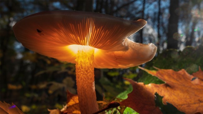 magic-mushroom