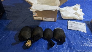 Brooklyn Resident Pleads Guilty To Trying To Smuggle 850 Protected Turtles Worth $1.4 Million