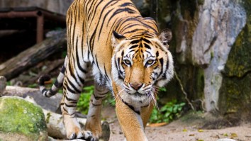 A Zoo In Denmark Is Asking People To Donate Their Pets So They Can Be Fed To Its Animals