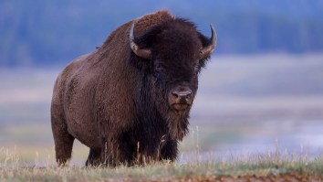 Man Filmed Taunting Fully-Grown Yellowstone Bison After Ignoring Multiple Warnings