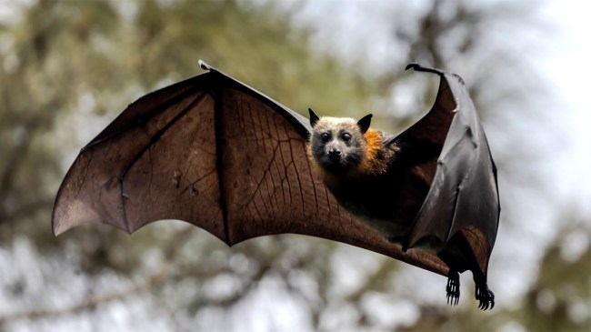 Australian-Grey-headed-Flying-Fox-Bats