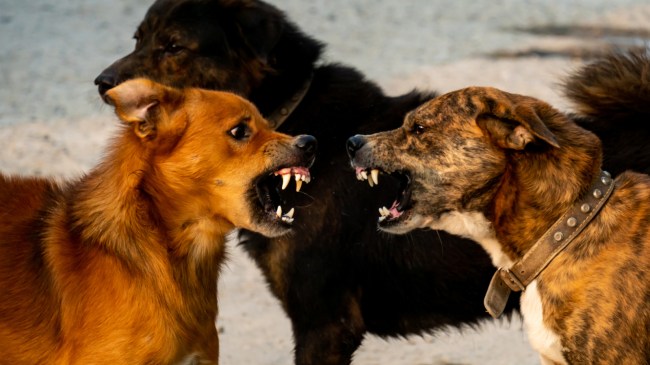 angry dogs