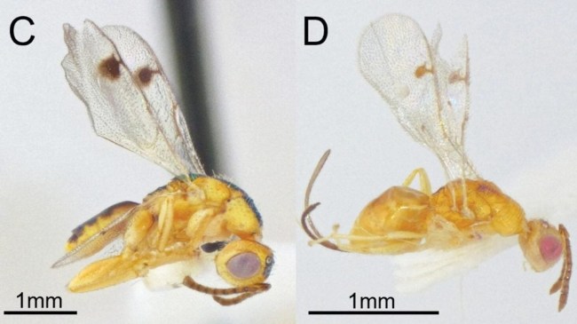 parasitic-wasps
