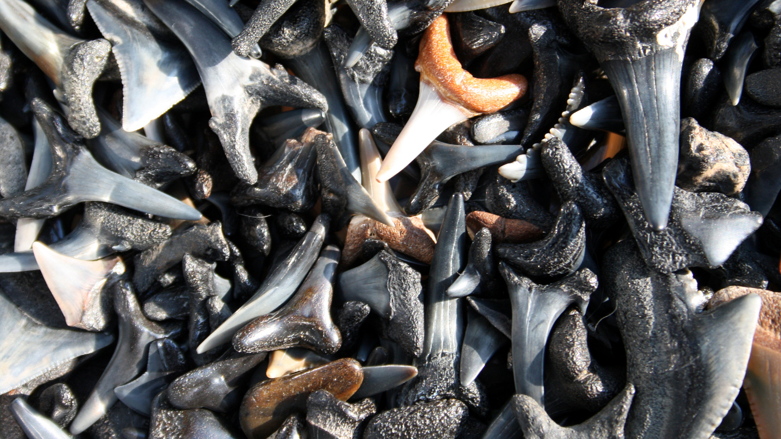 pile of sharks teeth in Florida