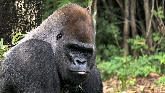 Western-Lowland-Gorilla