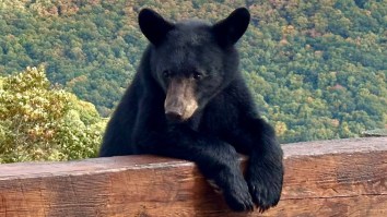 Bear Breaks Into California Zoo And Hangs Out With Other Bears Before Being Escorted Out