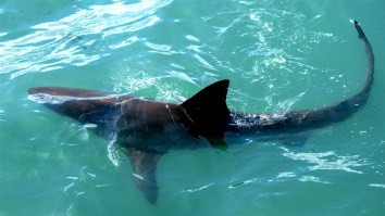 Australian Man Gets Bitten Twice By Shark While Surfing, Drives Himself To The Hospital