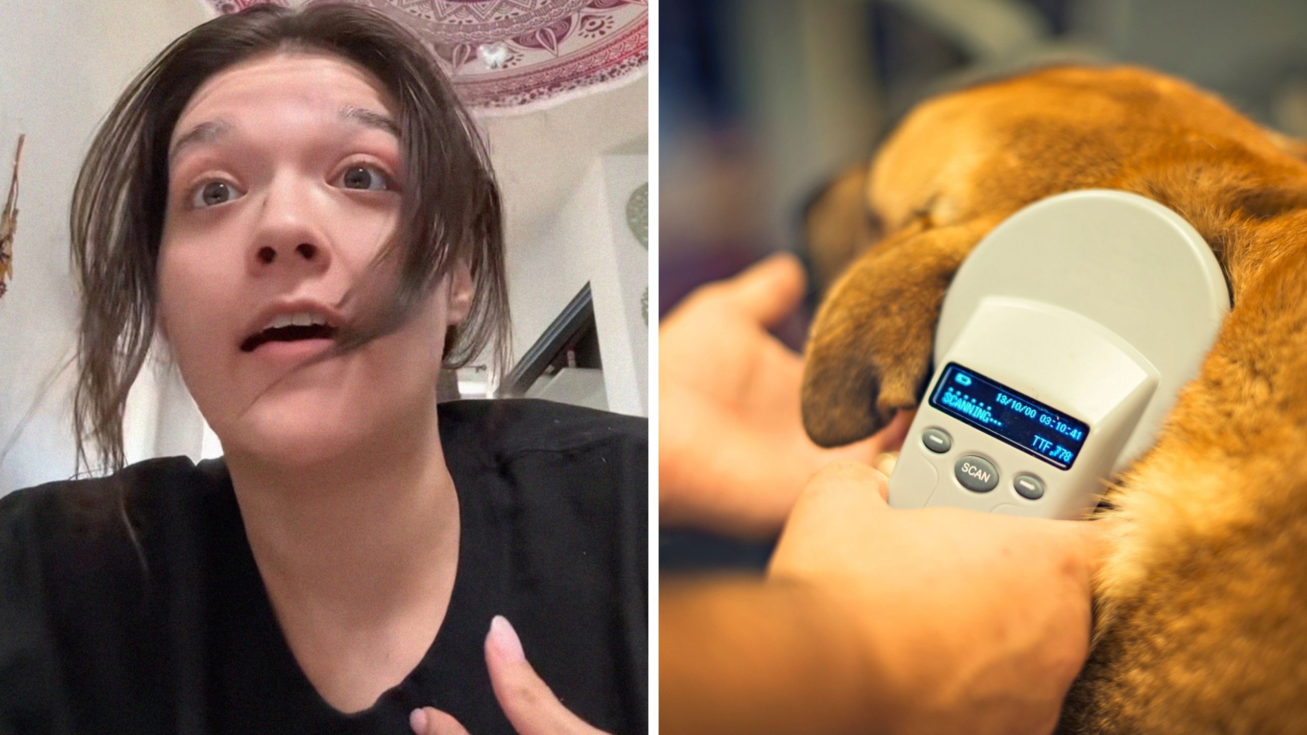 woman talking about her pet (l) dog being checked for microchip (r)