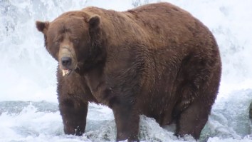 Absolute Unit Named ‘Chunk’ Overcomes Broken Jaw To Claim ‘Fat Bear Week’ Crown In Alaska
