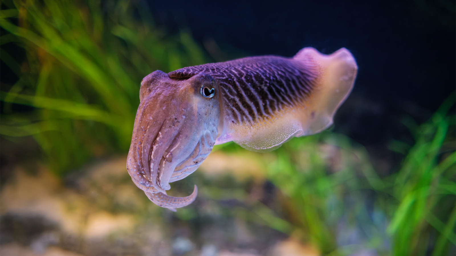 cuttlefish underwater