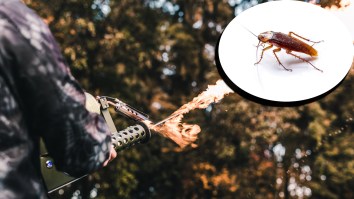 South Korean Woman Used ‘Improvised Flamethrower’ On Apartment Building To Remove Cockroaches