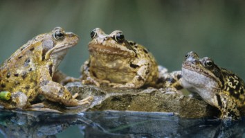 Chinese Woman Hospitalized After Swallowing Eight Live Frogs To Treat Her Back Pain