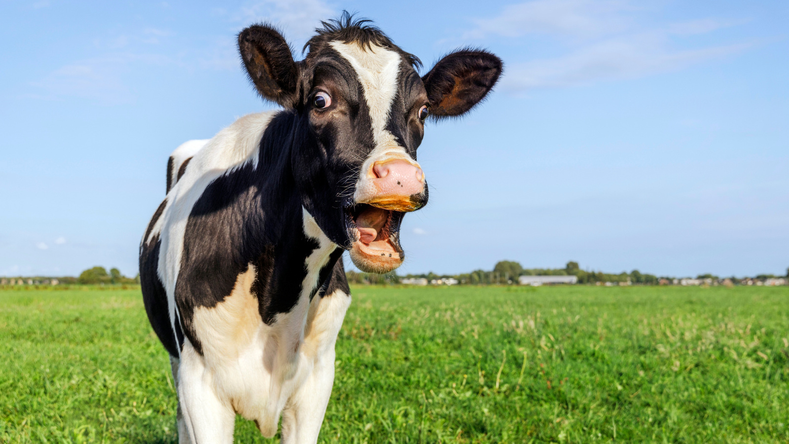 surprised cow