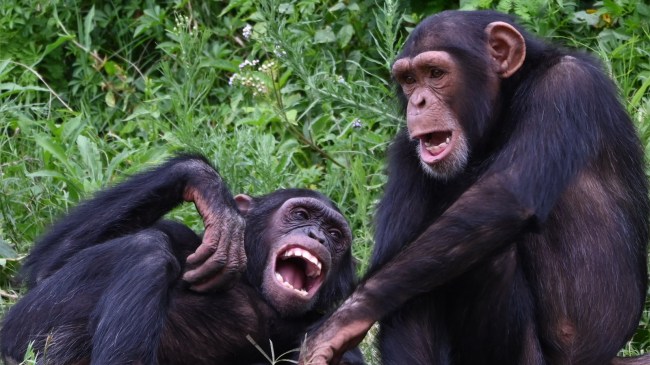 wild-chimpanzees
