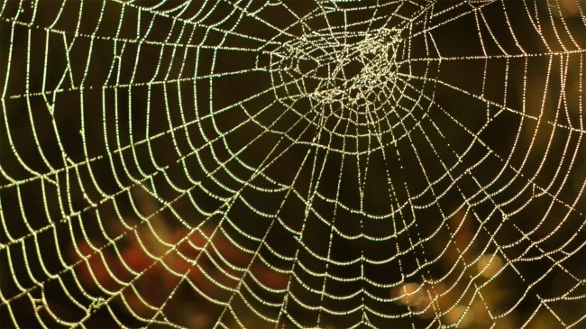 spiderweb