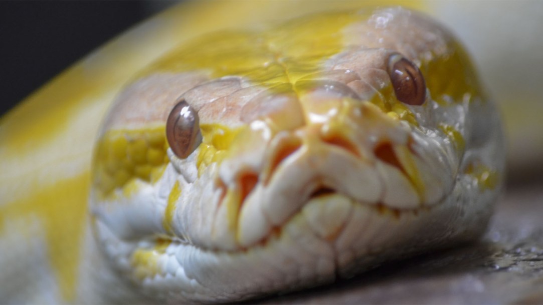 python