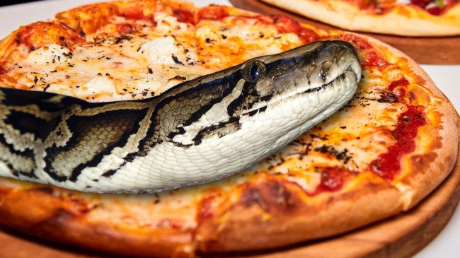 Burmese python over a pizza