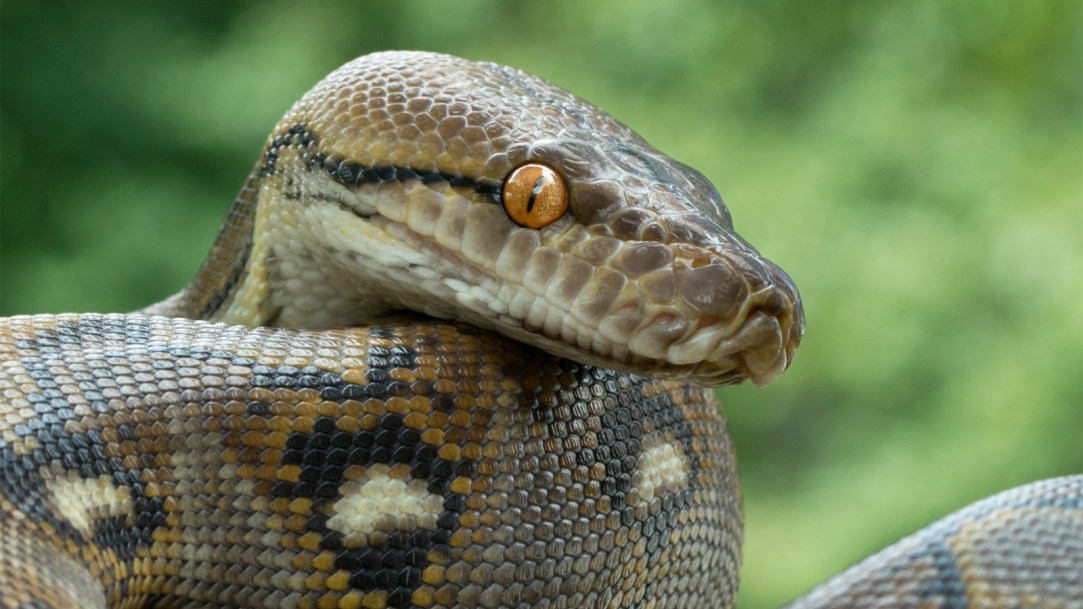 python